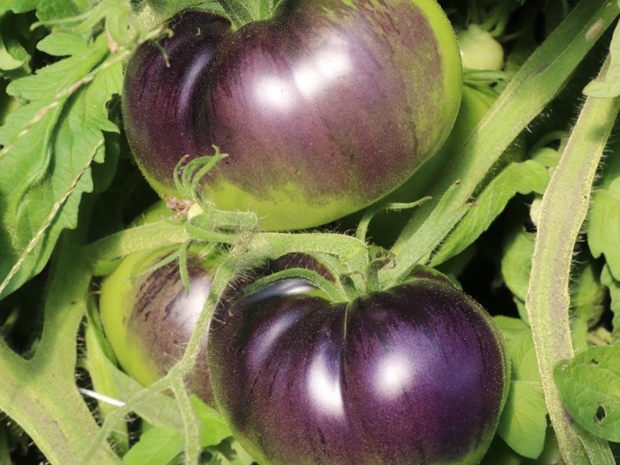 Chesterfield Heirlooms